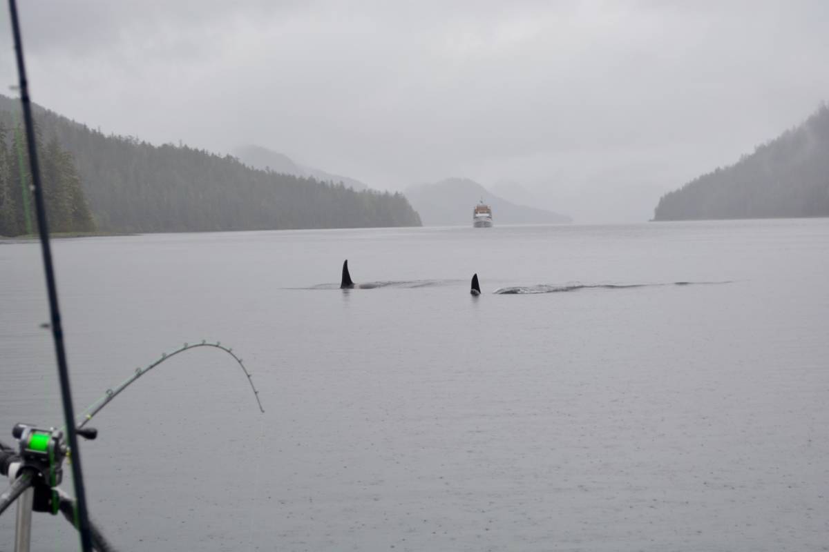 sitka salmon fishing with orcas