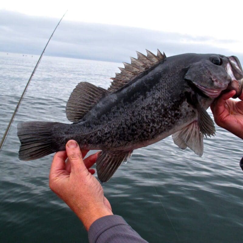 Black Rockfish caught in Sitka, Alaska