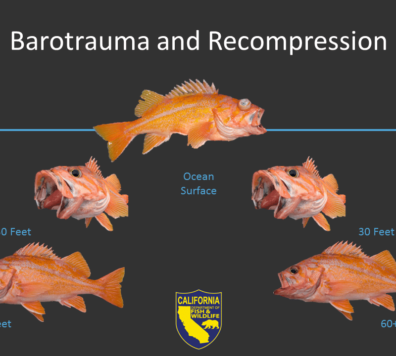 Barotrauma and Recompression rockfish appearance