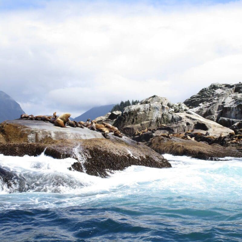 Sea Lions on rocks in Sitka, Alaska