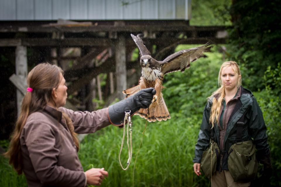 A hawk lands on a falconer's hand in Sitka, Alaska