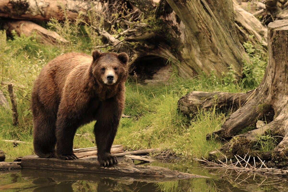 A bear stands next to the water in the Sitka, Alaska wilderness
