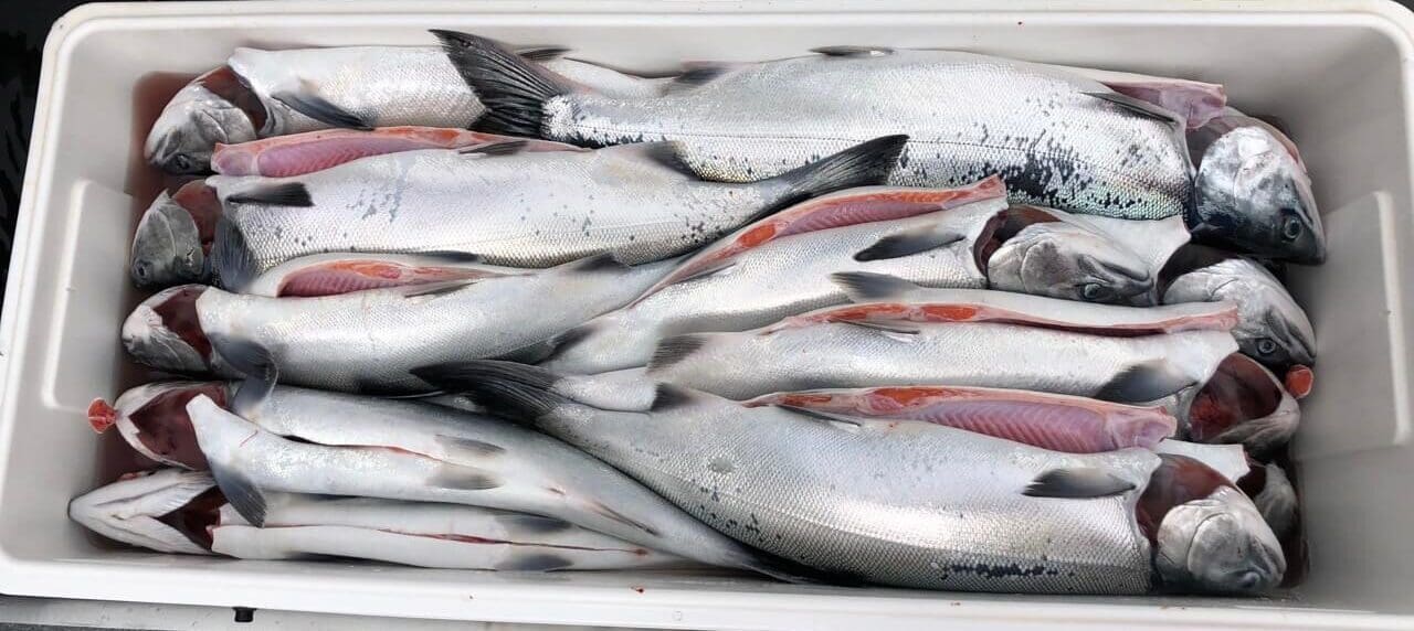 A white cooler is full of Alaskan salmon