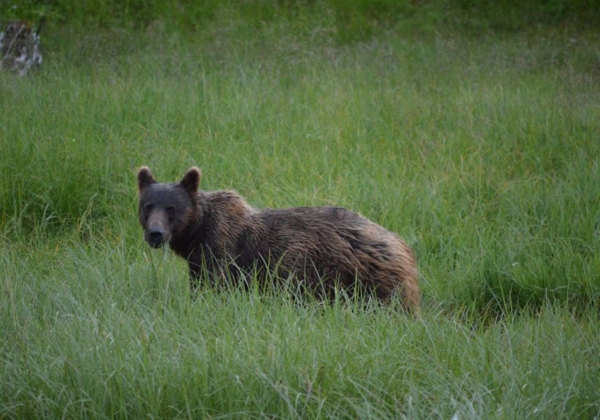 A grizzly bear stands among tall green grass in the Sitka, Alaska wilderness
