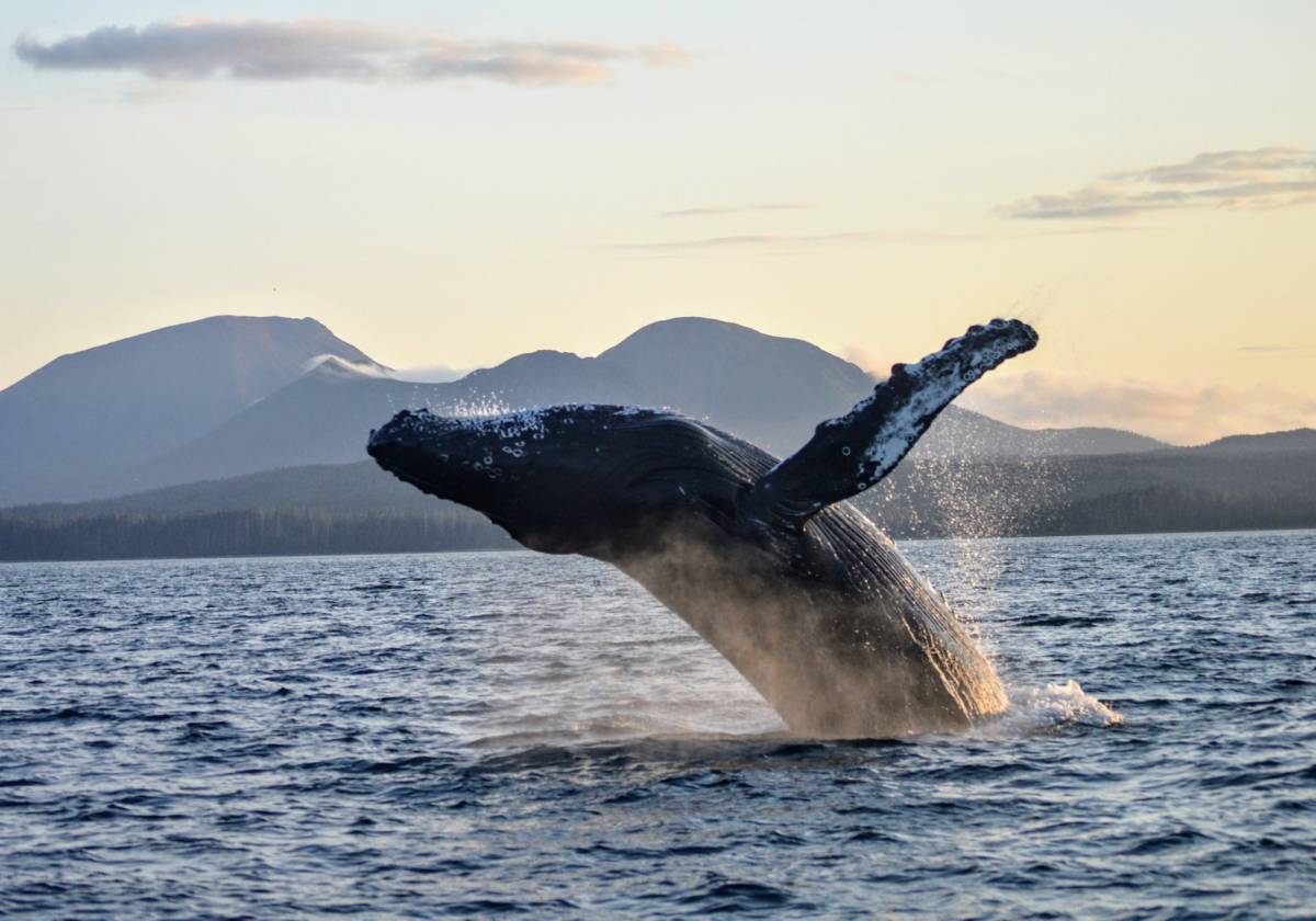 A whale breaches out of the water at sunset in Sitka, Alaska