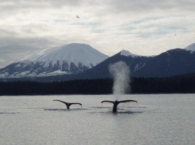 two whale tails are shown above the water with a snow-topped mountain behind