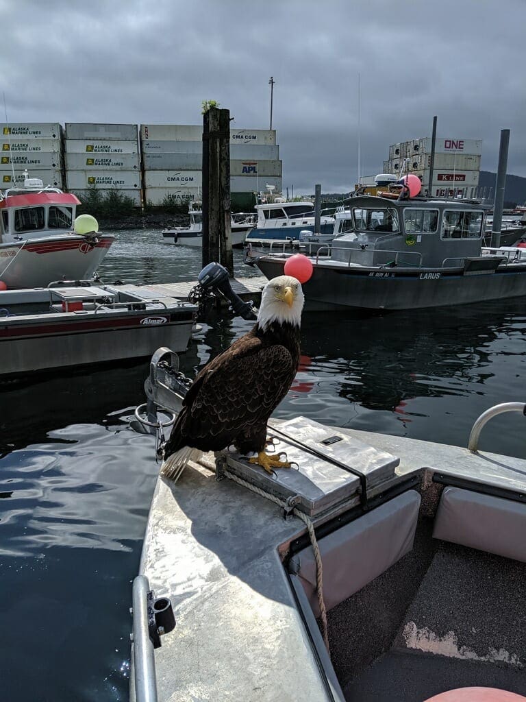 A bald eagle is perched on the tip of an Angling Unlimited fishing boat in Sitka, Alaska