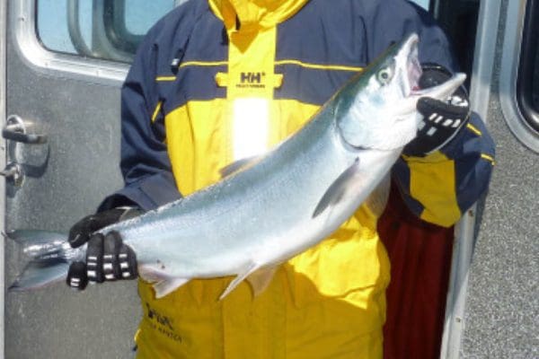 Alaskan chum salmon